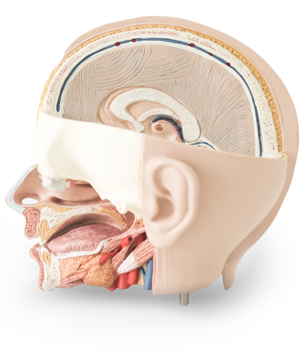 Itinerario Académico - EOM Formación en Osteopatía