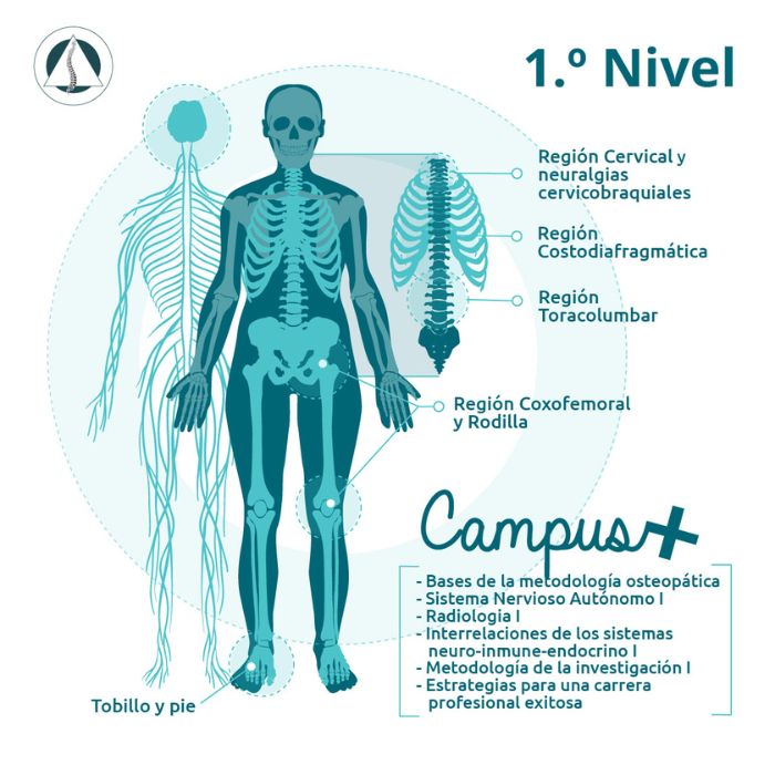 1-nivel-osteopatia-EOM-Formacion