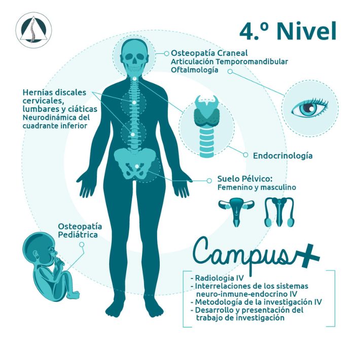 4-nivel-osteopatia-EOM-Formacion